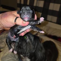 Lacey - Brindle and white female Shih Tzu puppy in Cook County, Illinois from My Tzu Crew