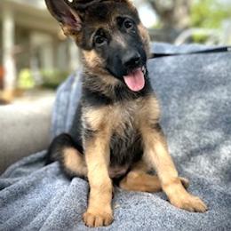 Penni Lane - Black and tan female German Shepherd puppy in Parkfield, California from Varian Kennels