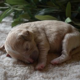 Aussiedoodle and Goldendoodle Puppies from Classic City Doodles