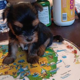 Julie - Black and tan female Yorkshire Terrier puppy in Redford Township, Michigan from Childress Yorkies