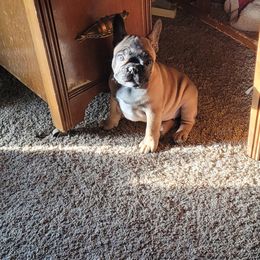 French Bulldog Puppies from 4 Leaf Frenchies