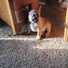 French Bulldog Puppies from 4 Leaf Frenchies