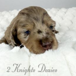 Link💚 - Dapple male Dachshund puppy in New Braunfels, Texas from 2 Knights Doxies