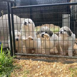 Great Pyrenees puppies from Sandollar Farms | Alpacas & Great Pyrenees