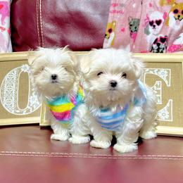 Maltese Puppies from Prime Malteses