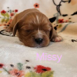 Missy - Ruby female Cavalier King Charles Spaniel puppy in Traverse City, Michigan from Crozapulco Cavaliers AKC