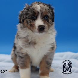 Tigger - Blue merle male Miniature Australian Shepherd puppy in Weeki Wachee, Florida from Arlington's Mini Aussies