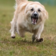 Icelandic Sheepdogs from Hawkspar Icelandic Sheepdogs