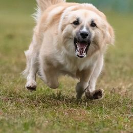 Icelandic Sheepdogs from Hawkspar Icelandic Sheepdogs