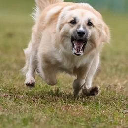 Icelandic Sheepdogs from Hawkspar Icelandic Sheepdogs