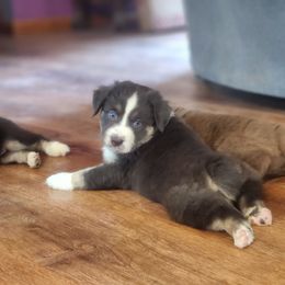 Pope - Black tri Miniature Australian Shepherd puppy in Dalton City, Illinois from AA Aussies
