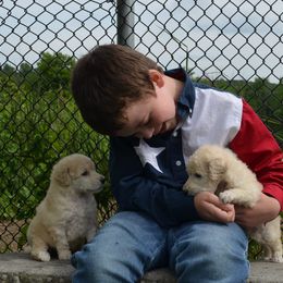 Poodle Puppies from D and D Standard Poodles