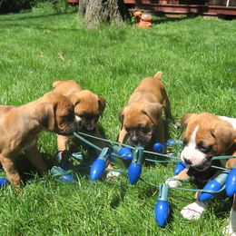 Boxer Puppies from Chippewa Valley Boxers