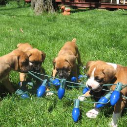 Boxer Puppies from Chippewa Valley Boxers