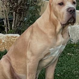Maximus - Cane Corso