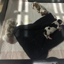 Nova - Blenheim female Cavalier King Charles Spaniel puppy in Las Vegas, Nevada from Heaven Sent Cavaliers
