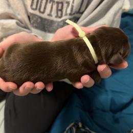 Sage Collar - Chocolate female Labrador Retriever puppy in Archer Lodge, North Carolina from Archer Lodge Labradors
