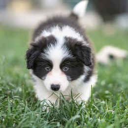 Soba - Black male Border Collie puppy in Paso Robles, California from Poindexter Border Collies