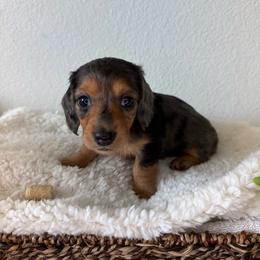 Dapple Girl - 3,500 - Dapple female Dachshund puppy in Fredericksburg, Texas from Goodman Dachshunds