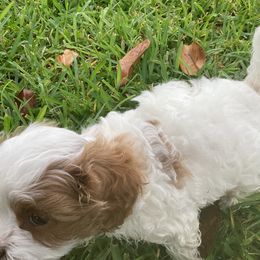 Cavapoo and Shihpoo Puppies from Haus of Doodles