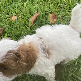 Cavapoo and Shihpoo Puppies from Haus of Doodles