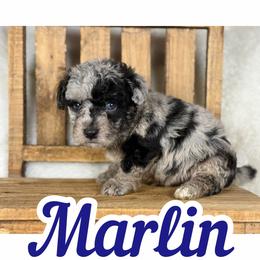 Marlin - Blue merle male Assorted Doodle Crosses puppy in Garland, Texas from Brewer's Doodles and French Bulldogs