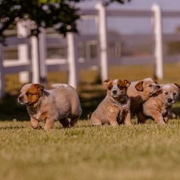 Australian Cattle Dog Puppies from Drakes Australian Cattle Dogs