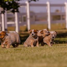 Australian Cattle Dog Puppies from Drakes Australian Cattle Dogs