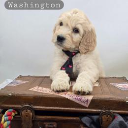 Washington - Apricot male Goldendoodle puppy in Neillsville, Wisconsin from Granton Creek