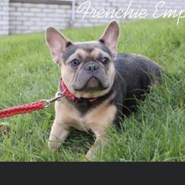 Sofia  - French Bulldog
