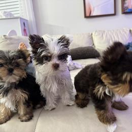 Yorkshire Terrier Puppies from Gracie‘s Glamour Yorkies