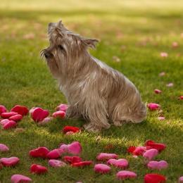 Bella - Yorkshire Terrier