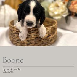 Boone - Black and white male English Springer Spaniel puppy in Arcadia, Florida from Redemption Fields Springer Spaniels