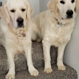 Golden Retrievers from Unique Treasured Puppies