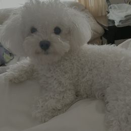 Piper - Bolognese