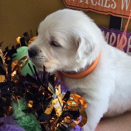 ORANGE COLLAR BOY - Light golden male Golden Retriever puppy in Terre Haute, Indiana from Fiddle In Gold Retrievers