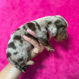Bella - Dapple female Dachshund puppy in Lincoln, Arkansas from Red Dirt Dachshunds