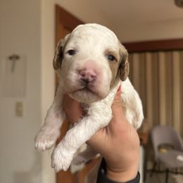 Copper - Blenheim male Cavapoo puppy in Idaho Falls, Idaho from Freckle Paw Family