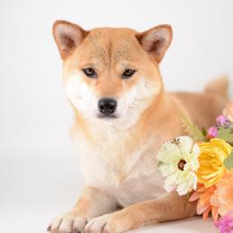Miku - Shiba Inu