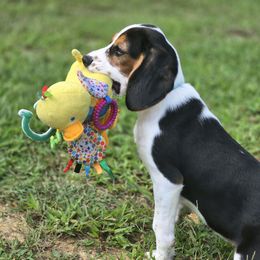 Benny - Black and white male Companion Cross puppy in Preston, Maryland from Katie's Pups