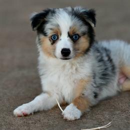 Hamilton - Blue merle male Toy Australian Shepherd puppy in Wichita Falls, Texas from Shooting Stars Ranch Toy and Mini Aussies