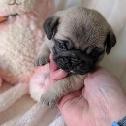 Pug puppies from Swift Pugs