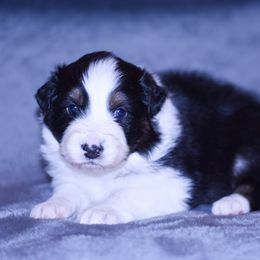 Indiana - Black tri-color male Australian Shepherd puppy in Easton, Missouri from MMA Kennel