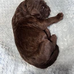 Male 2 - Chocolate male Labradoodle puppy in Mountain View, Missouri from Gastineau Doodles