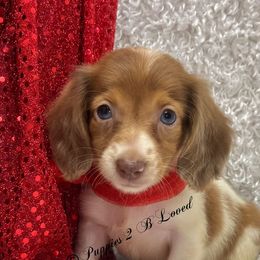 Ocean - Dapple female Dachshund puppy in West Plains, Missouri from Puppies 2 B Loved