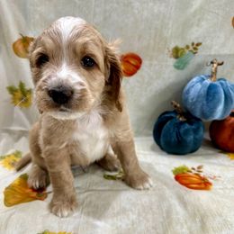 Lupine (Lu) - Apricot male Goldendoodle puppy in Salem, Oregon from Capital Doodles