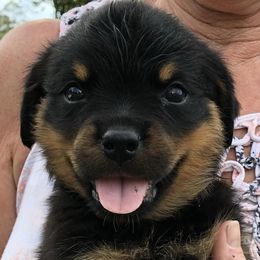 Rottweilers from Von Der Walker Kennel