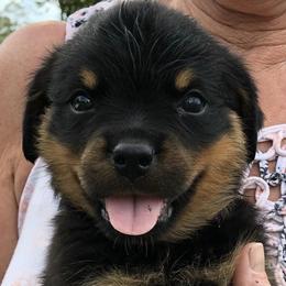 Rottweilers from Von Der Walker Kennel