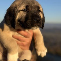 Anatolian Shepherd Dog Puppies from WanderDogs.Co