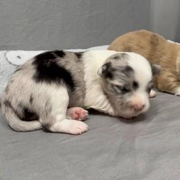 Blue Merle - Blue merle male Chihuahua puppy in Sherwood, Arkansas from Bartelt Breeders